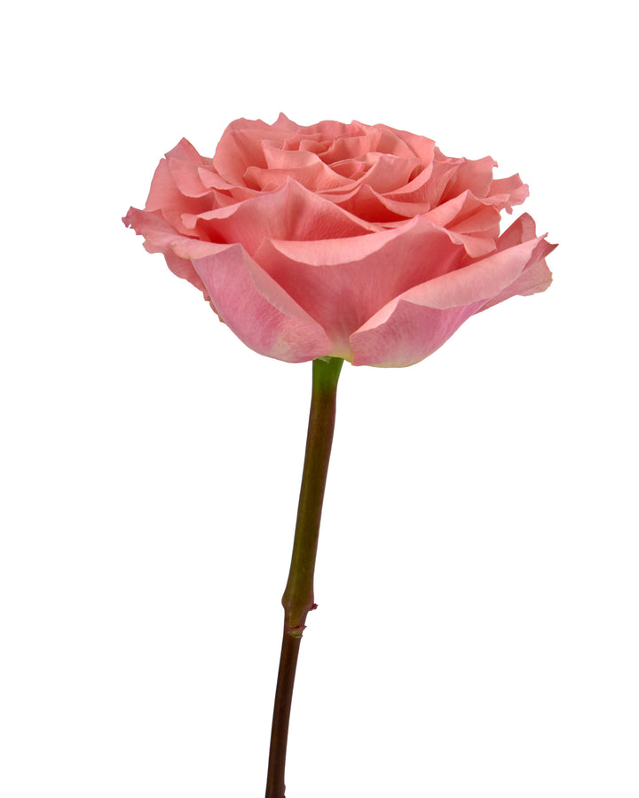 Superstition Rose