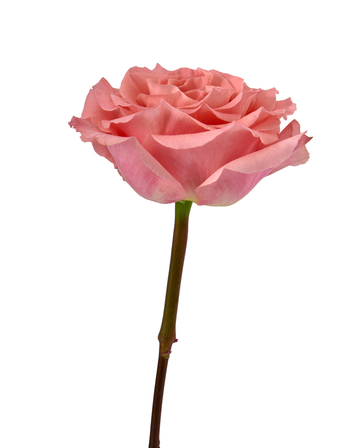Superstition Rose