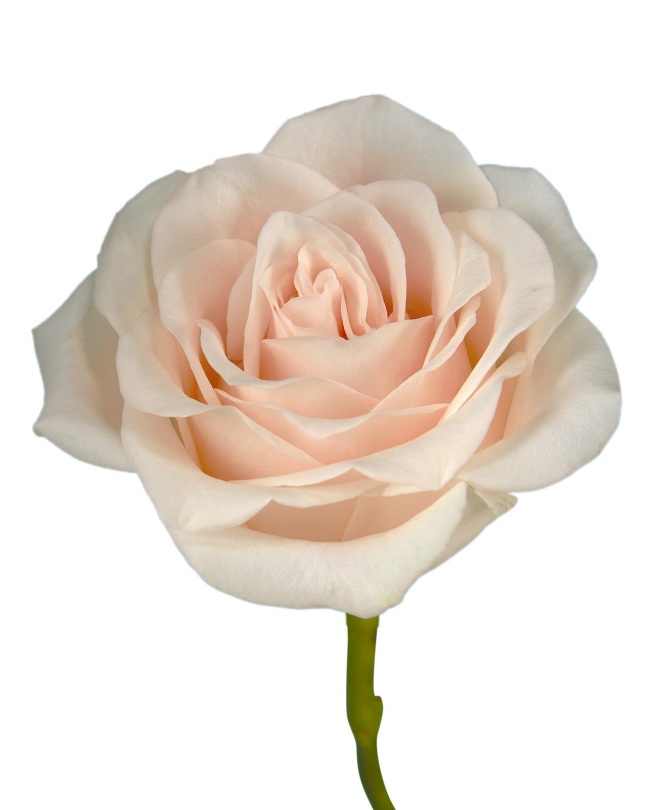 Suspiro Rose