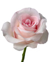 Sweet Akito Rose
