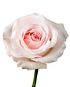 Sweet Akito Rose