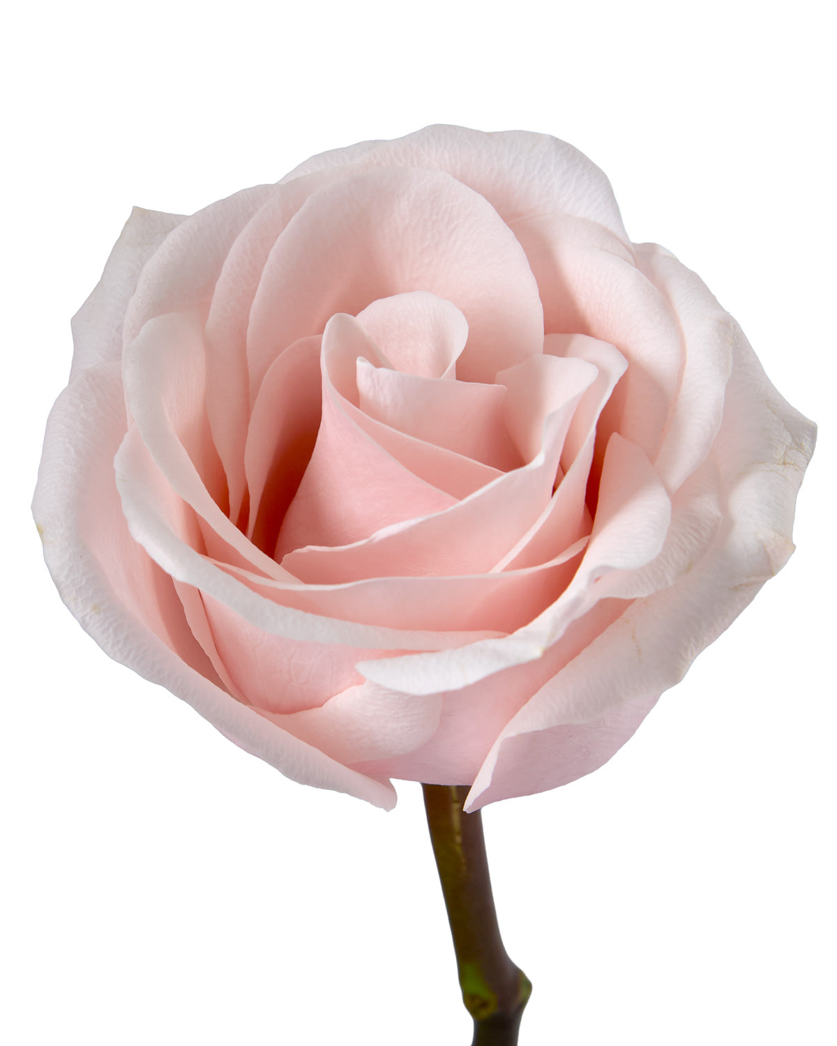 Sweet Beat Rose
