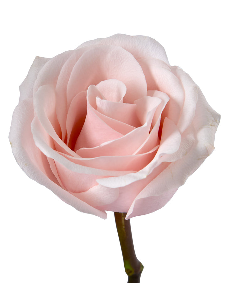 Sweet Beat Rose