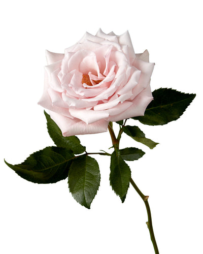 Sweet Escimo Rose