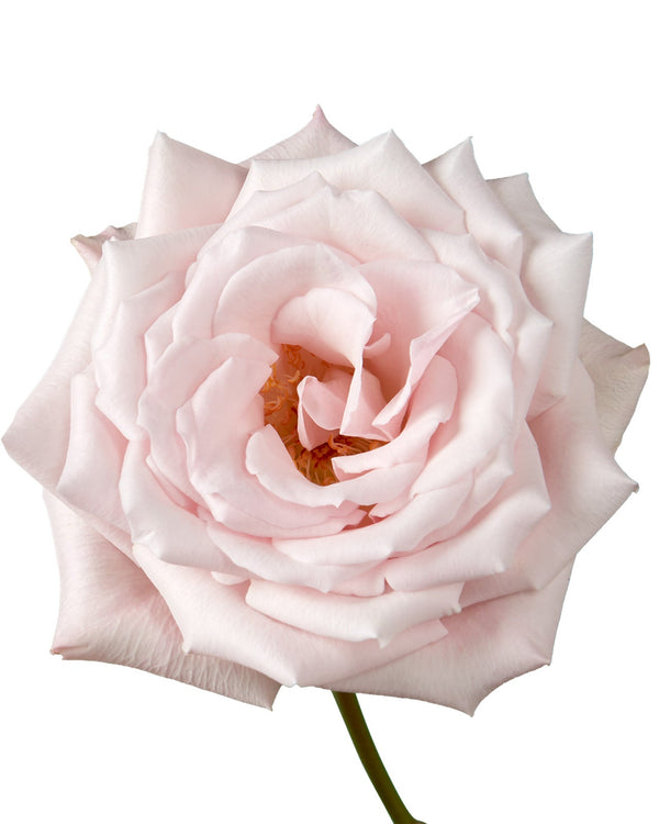 Sweet Escimo Rose - Petaljet