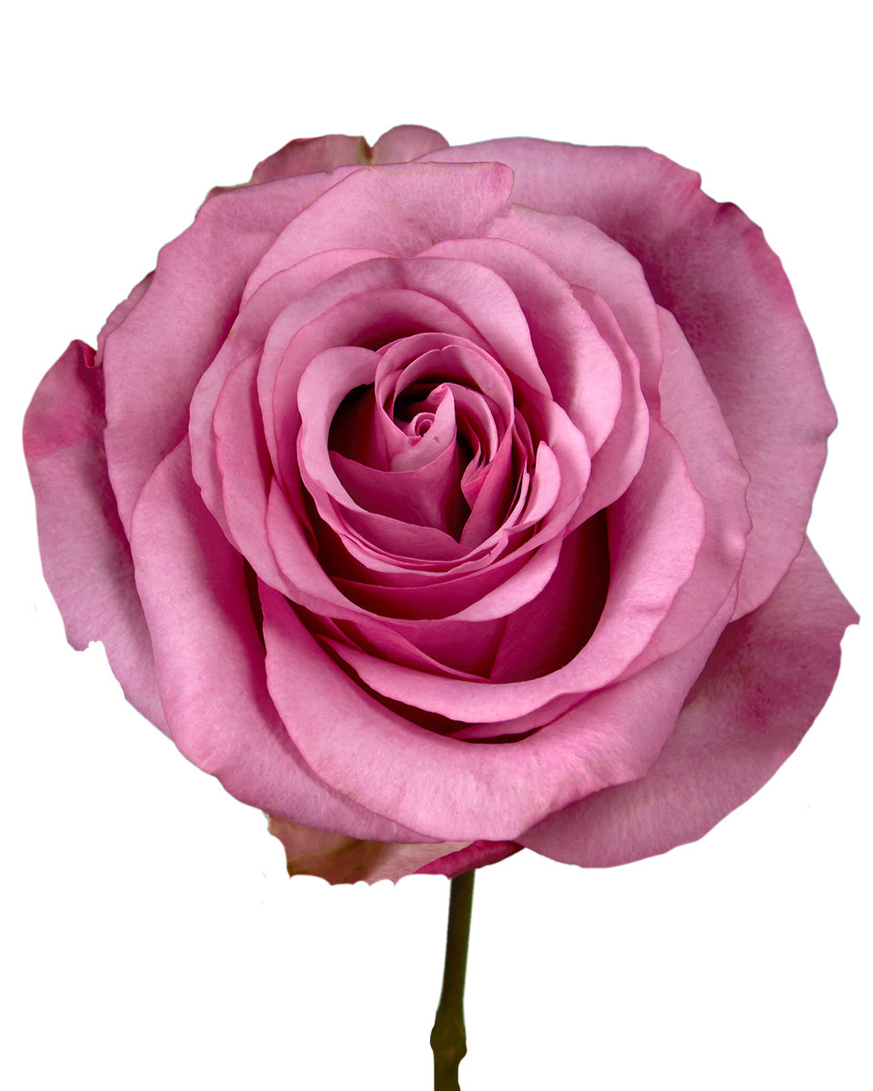 Sweet Grape Rose
