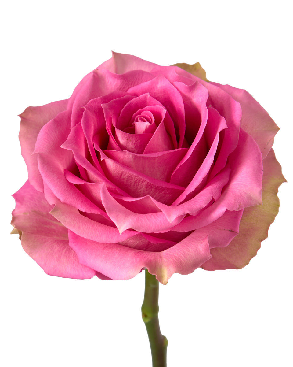 Sweet Memory Rose
