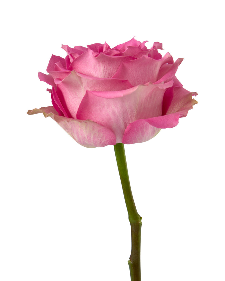 Sweet Memory Rose