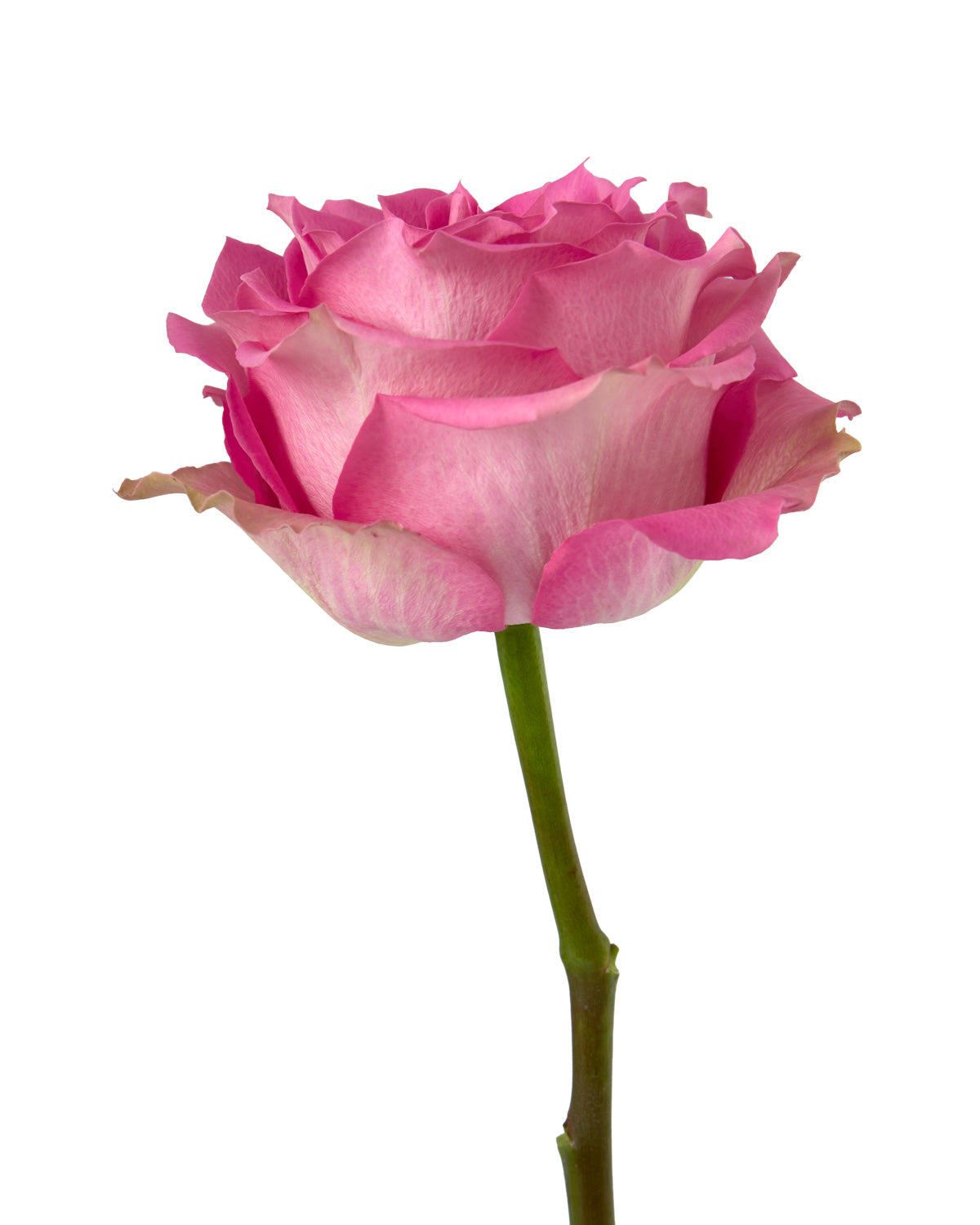 Sweet Memory Rose