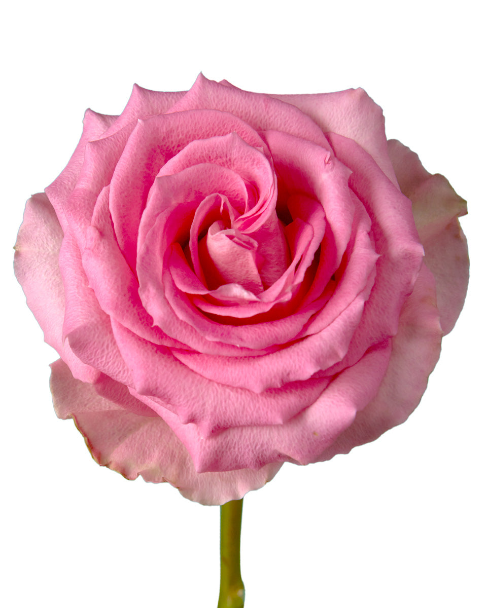 Sweet Unique Rose Valentine Day - Petaljet