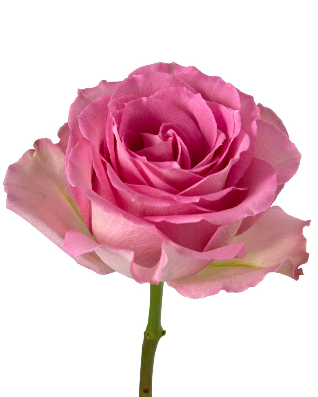 Sweet Unique Rose