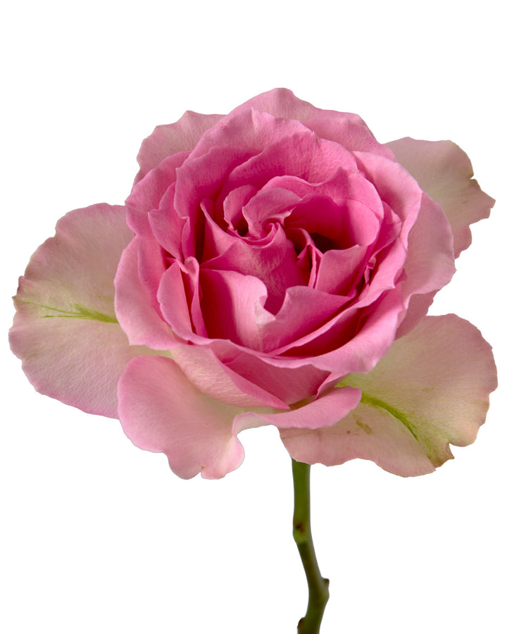 Sweet Unique Rose