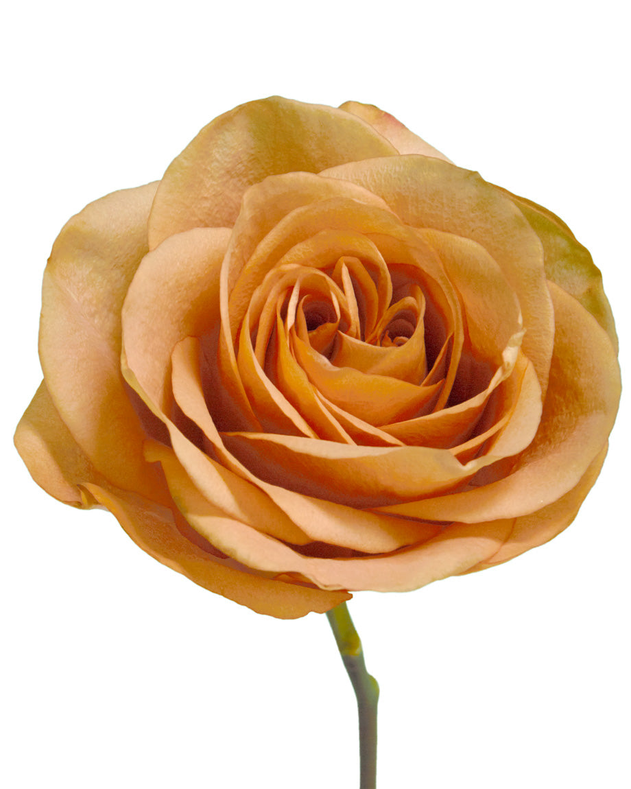 Wholesale Twilight Peach Orange Roses