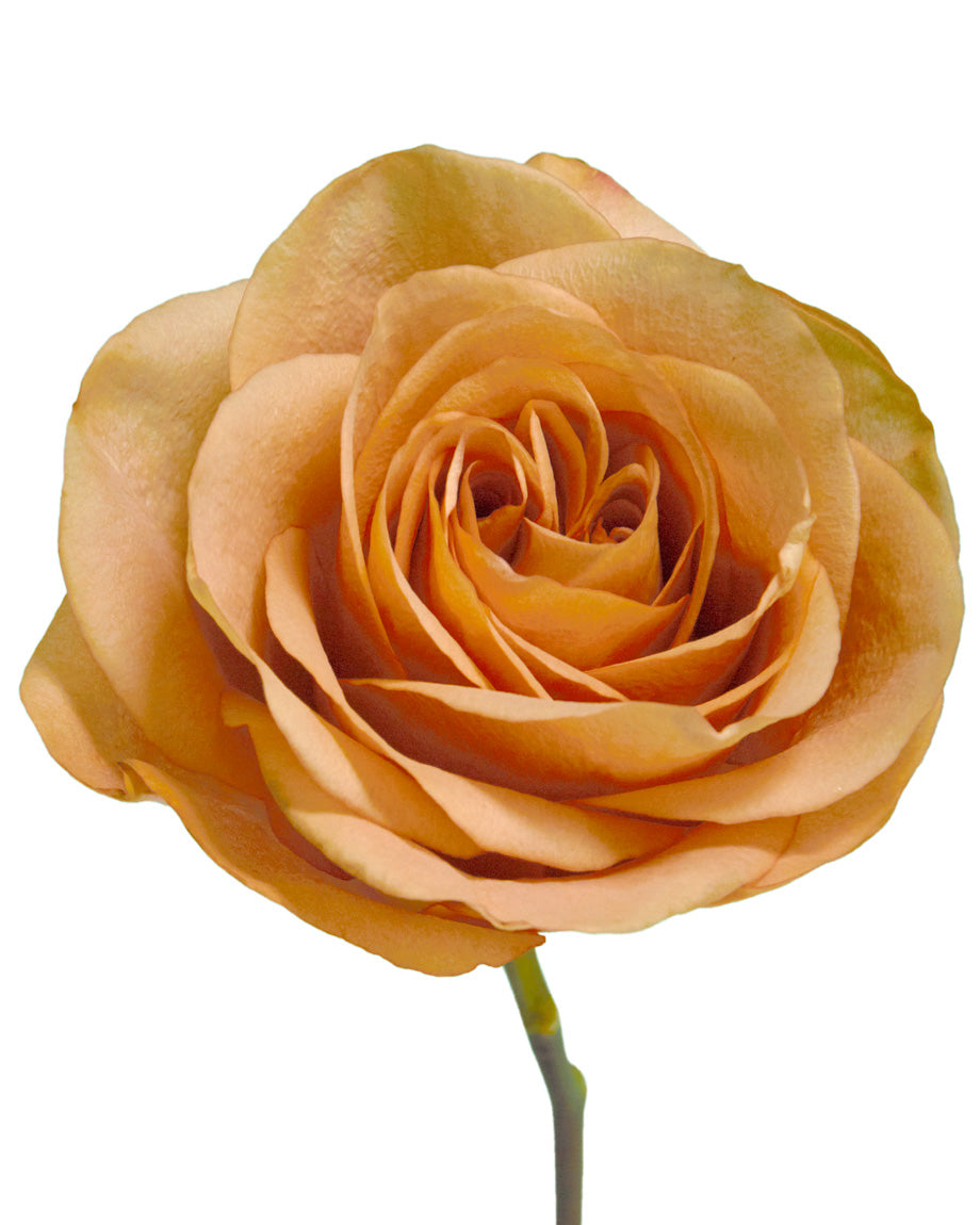 Symbol Rose