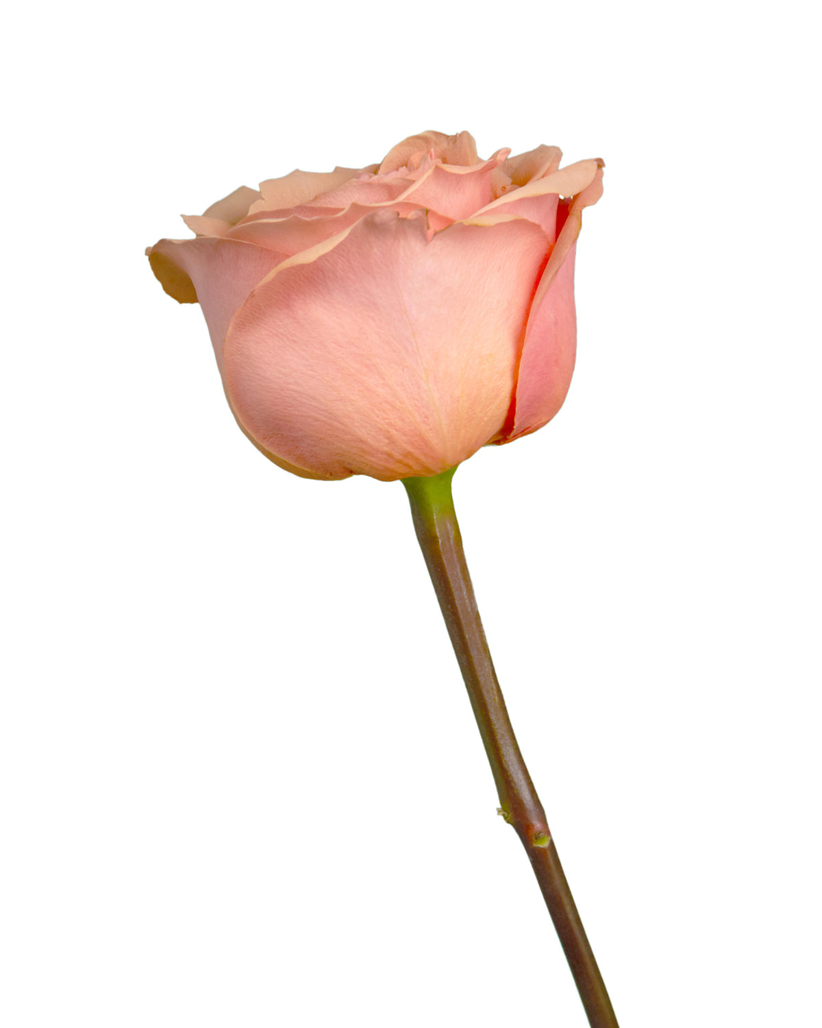 Taxo Rose