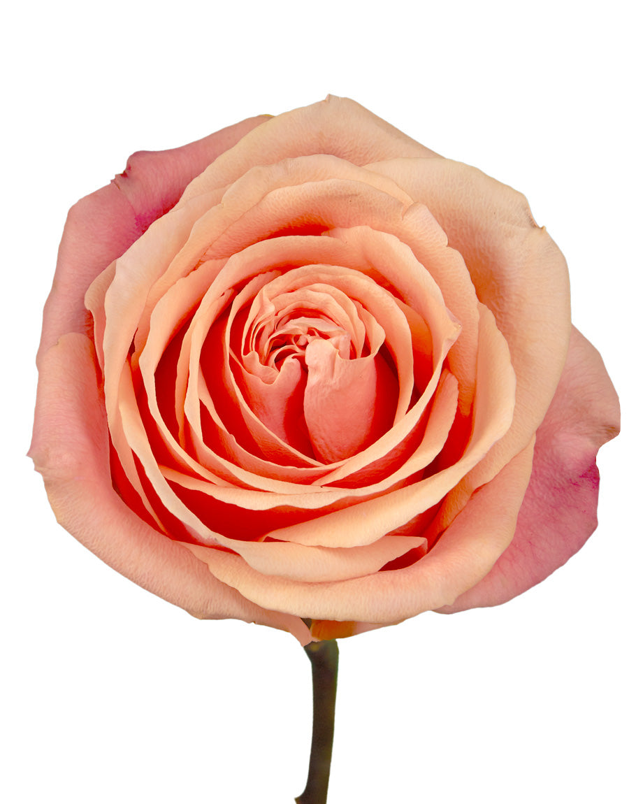 Taxo Rose