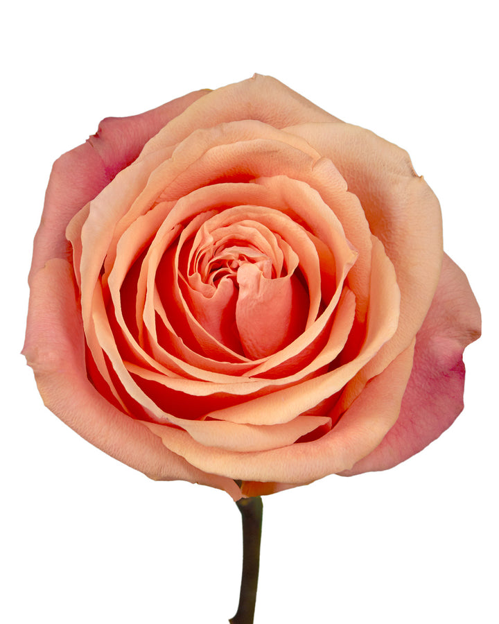 Taxo Rose
