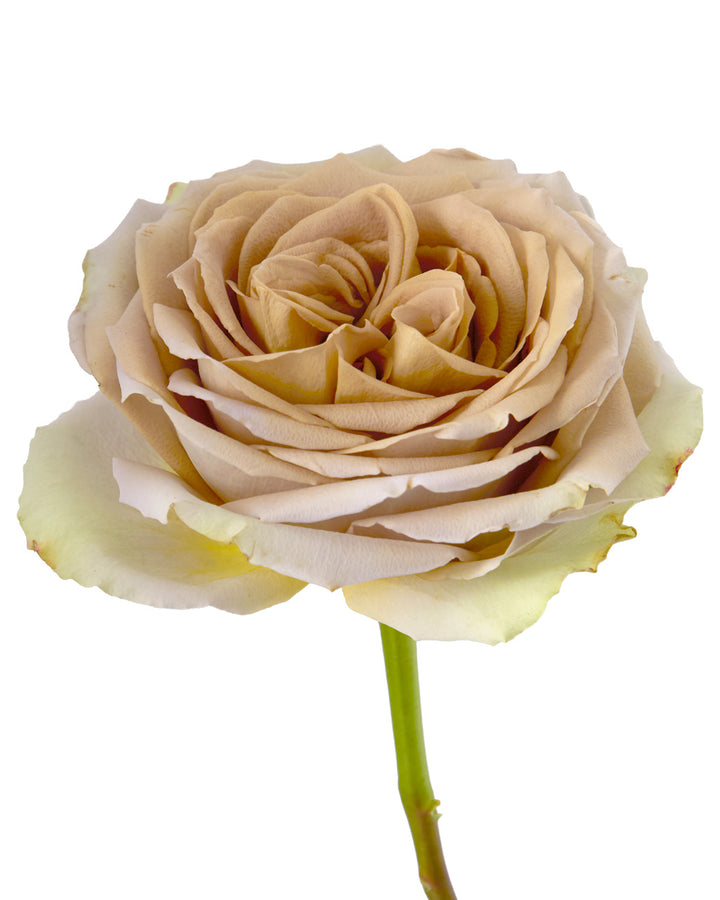 Teddy Rose