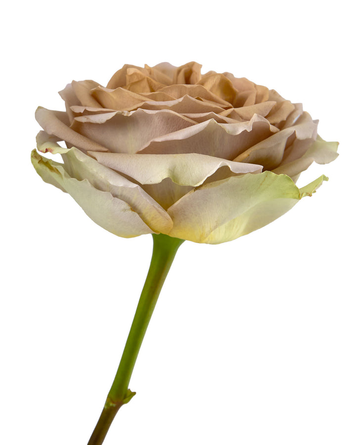 Teddy Rose