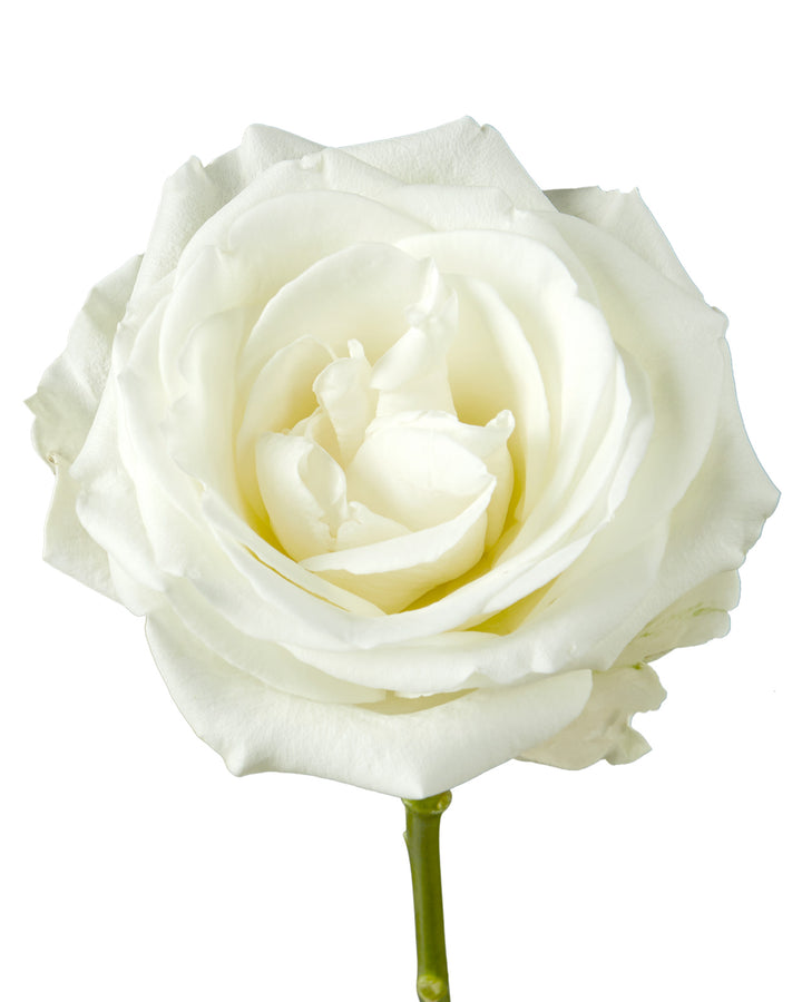 Tibet Rose Mother's Day