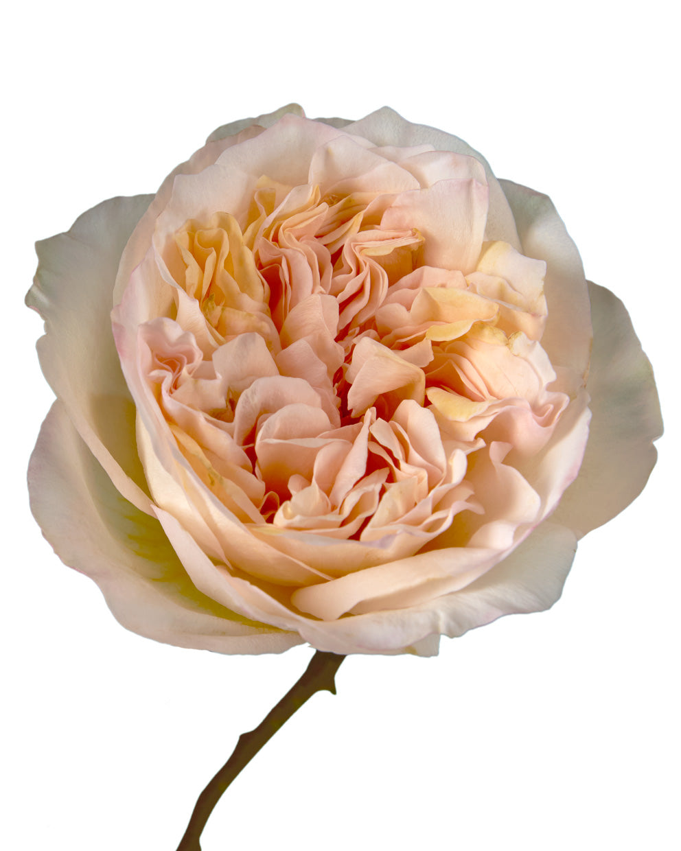 Tie Dye Garden Rose