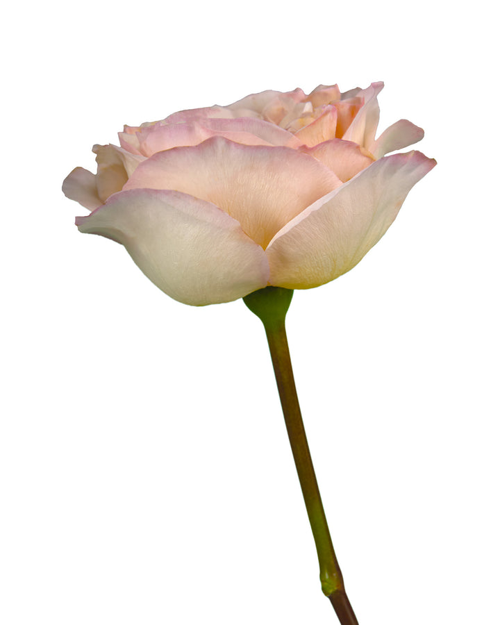 Tie Dye Garden Rose