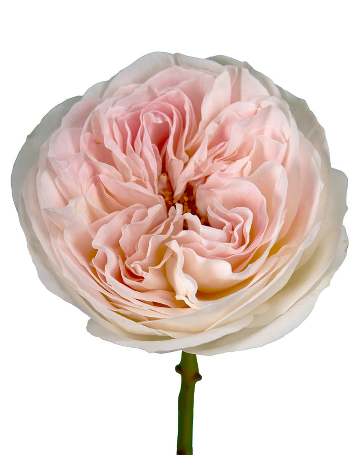 Tip Top Rose Valentine Day