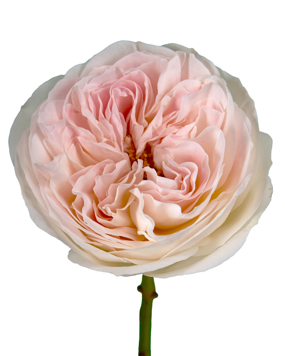 Tip Top Garden Rose