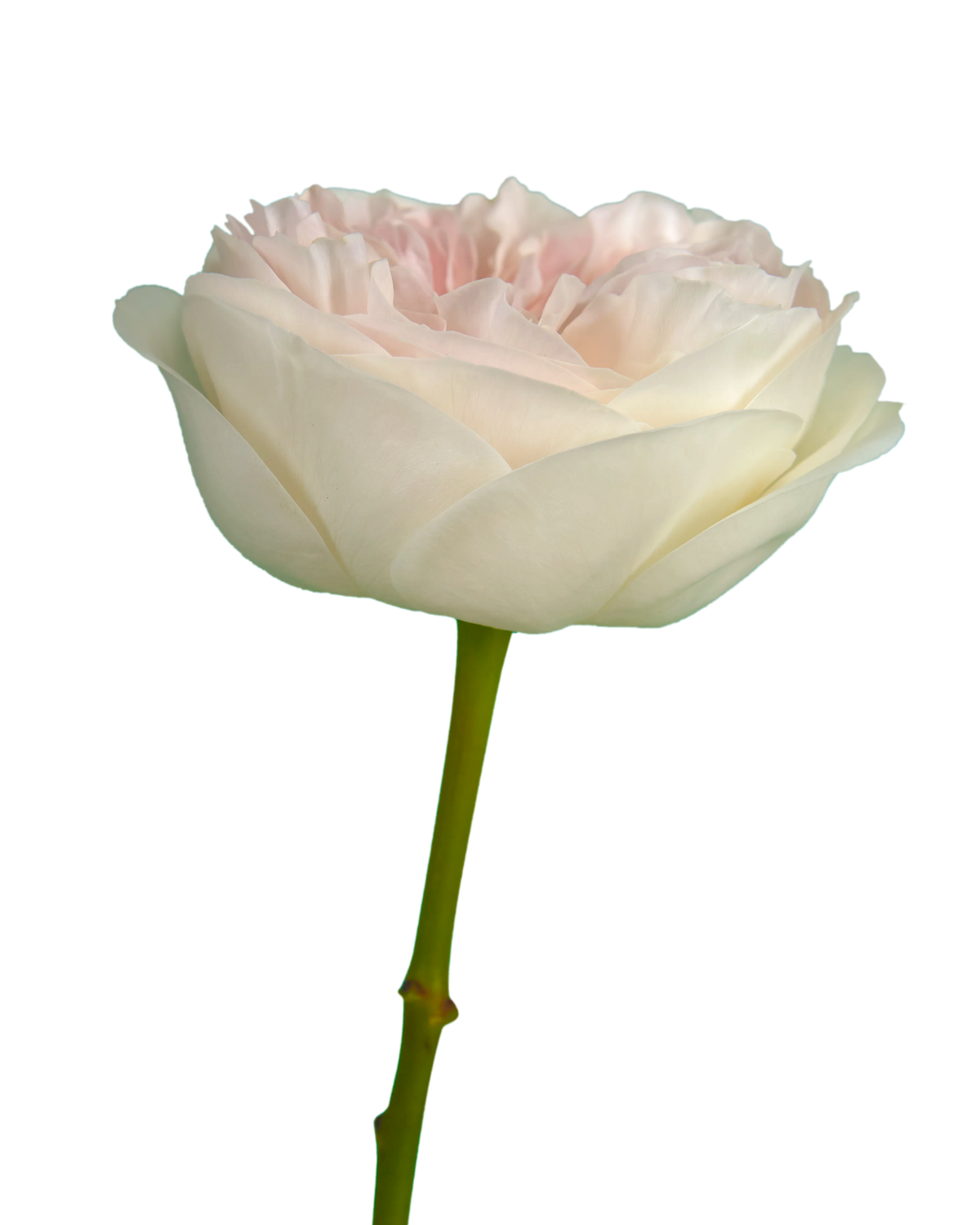 Tip Top Garden Rose