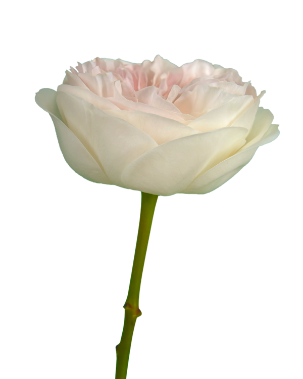 Wholesale Tip Top Garden Rose | PetalJet