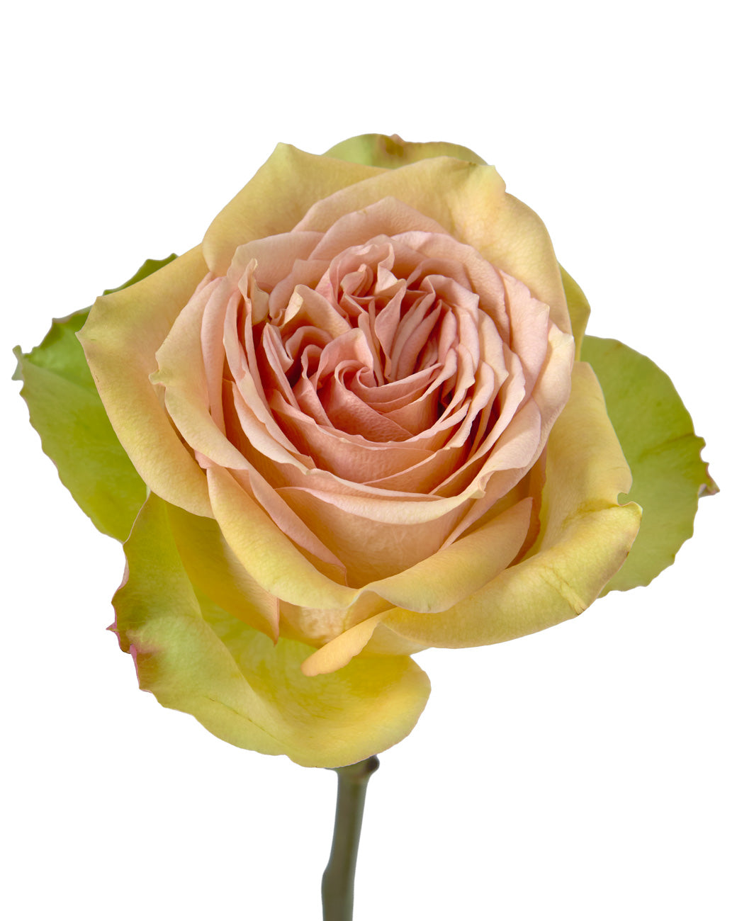 Tropic Versilia Rose