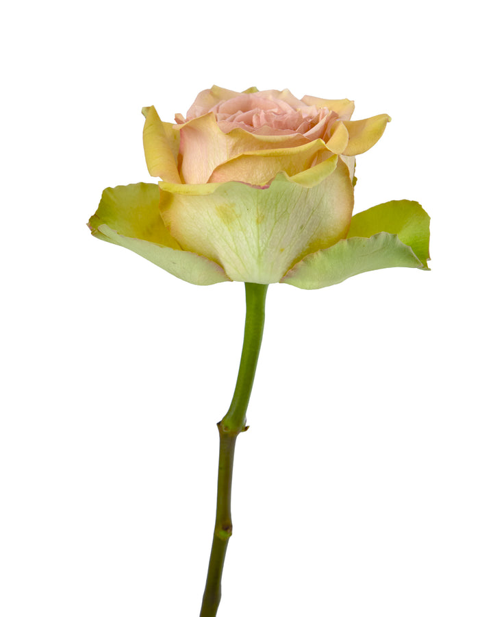 Tropic Versilia Rose