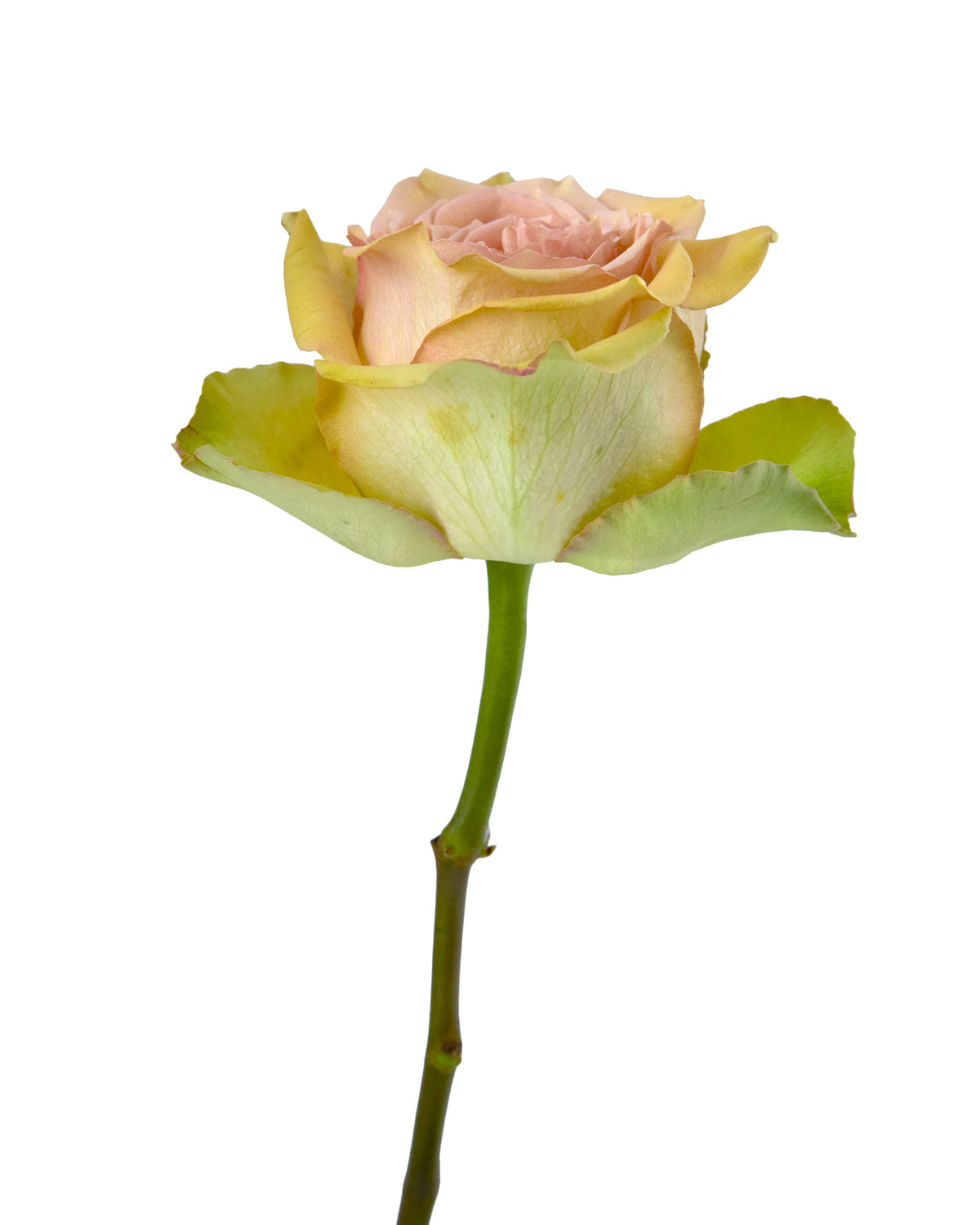 Tropic Versilia Rose