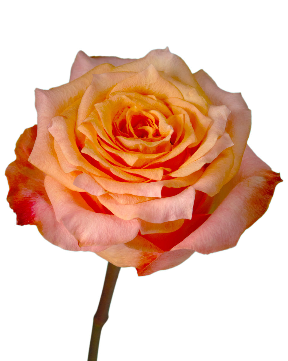 Twilight Rose