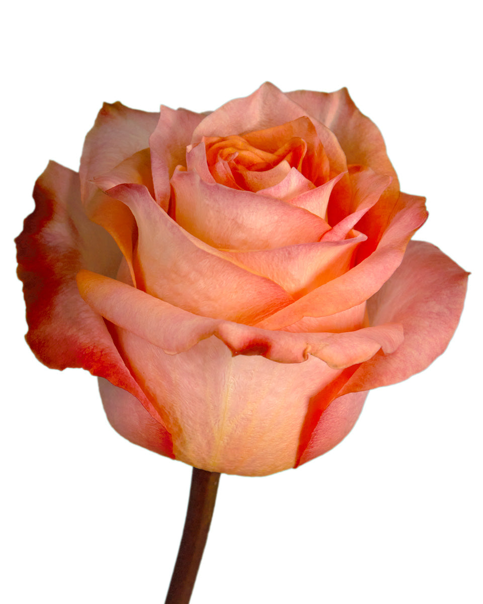 Twilight Rose