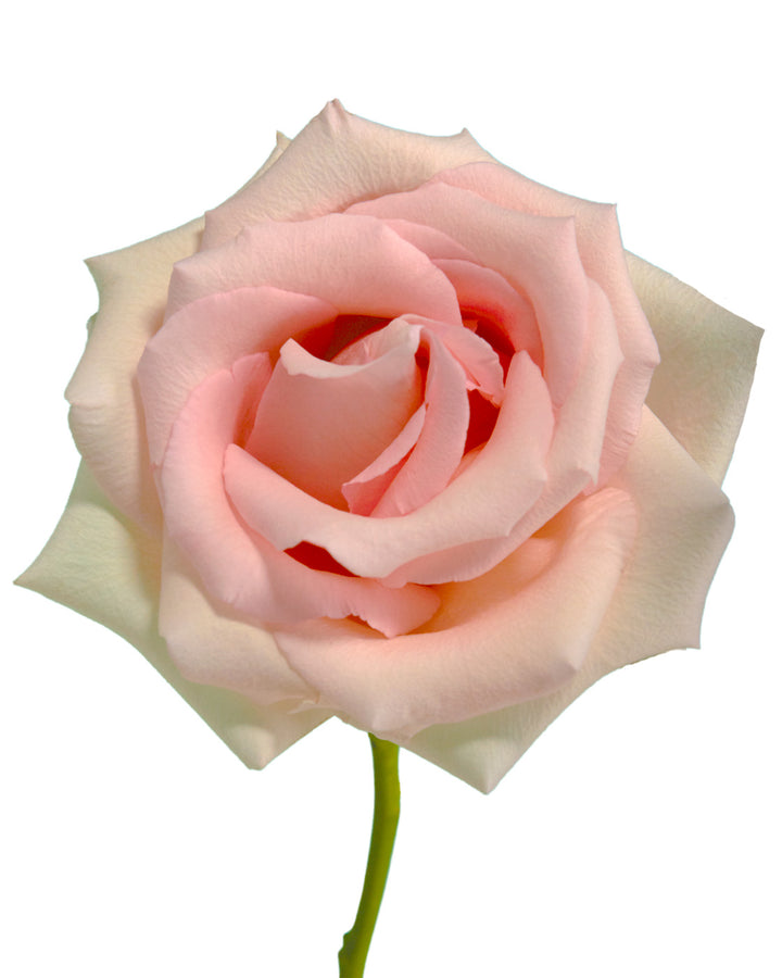 Unforgiven Rose
