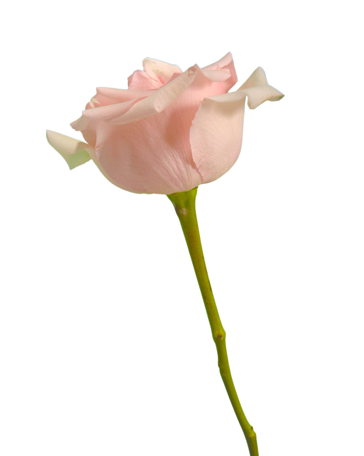 Unforgiven Rose