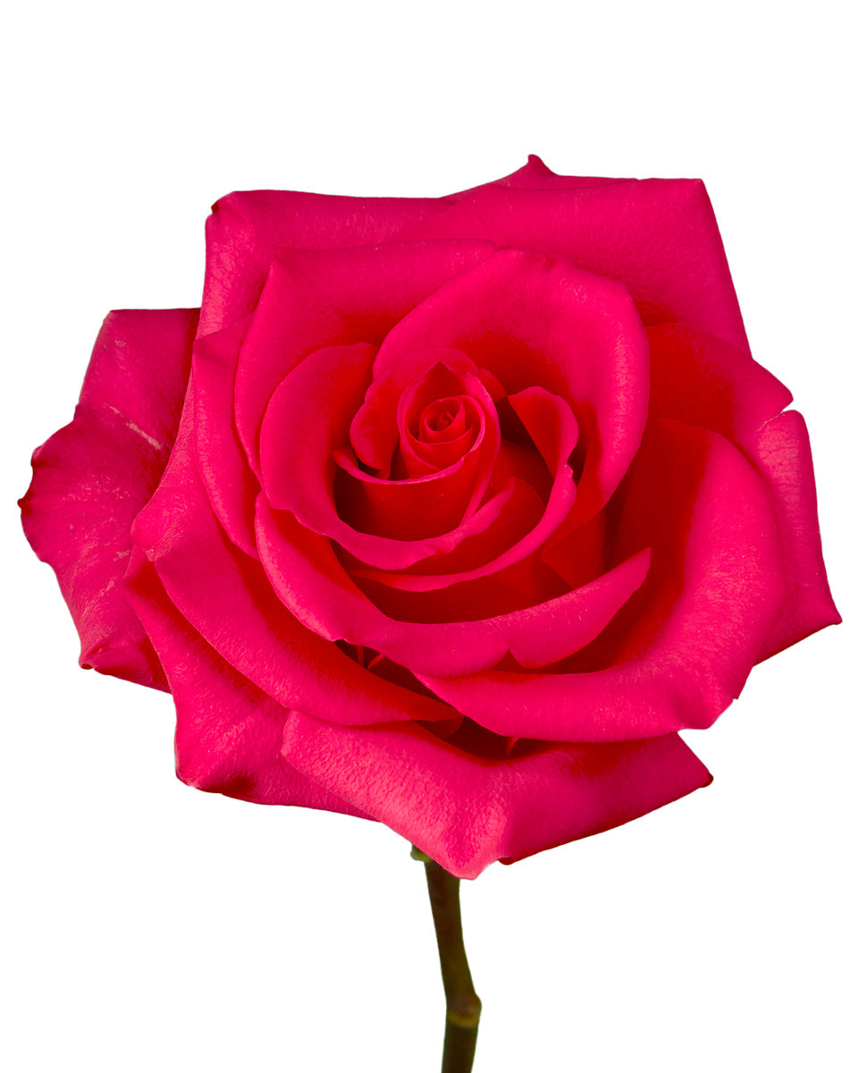 V.I. Pink Rose - Petaljet