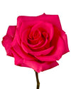 V.I. Pink Rose