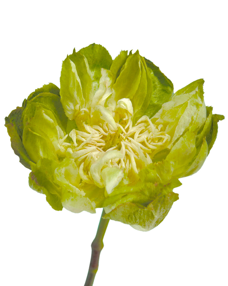 Veggie Rose