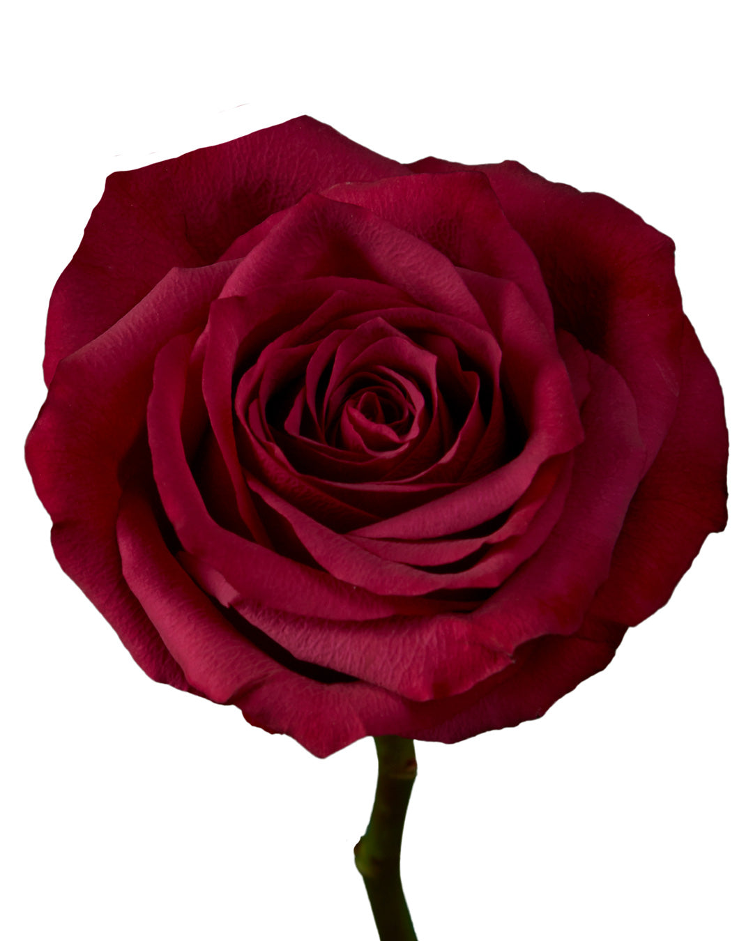 Venturoso Rose