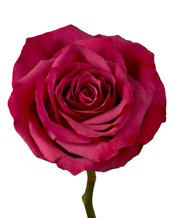 Venturoso Rose
