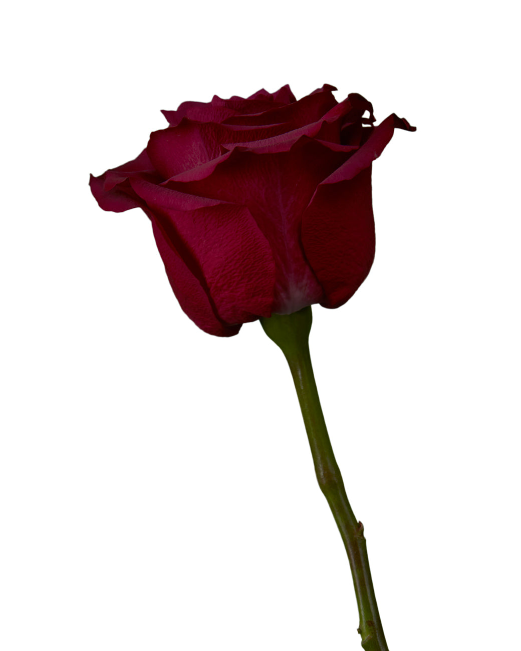 Venturoso Rose