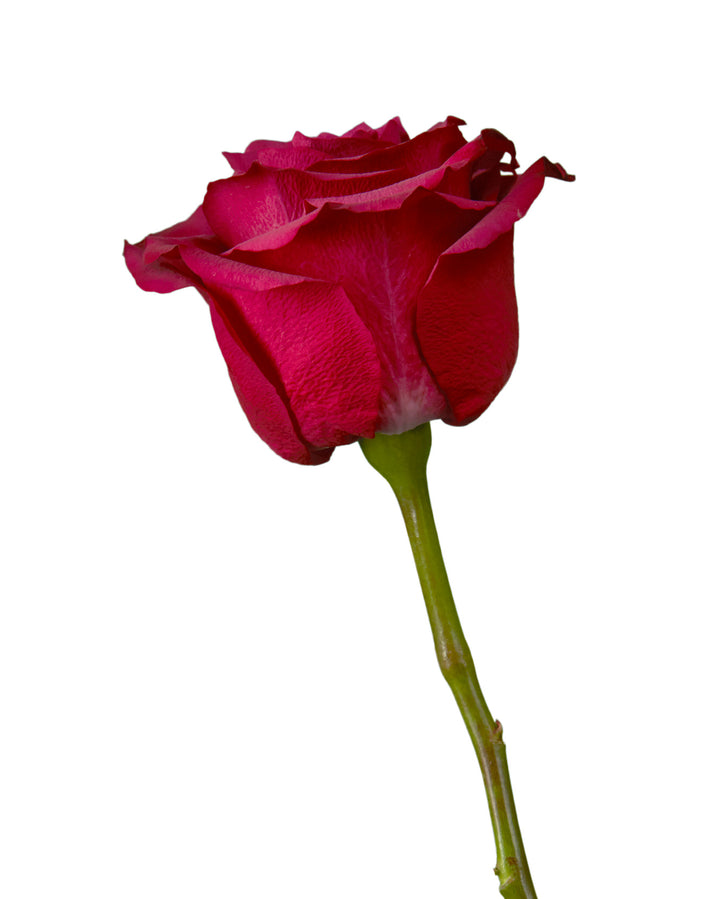 Venturoso Rose