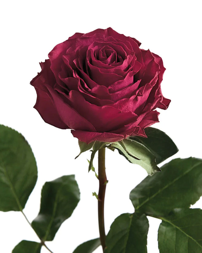 Venturoso Rose