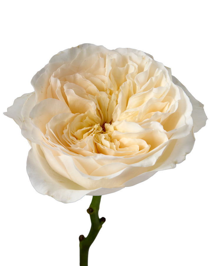 Vicky Garden Rose Valentine Day