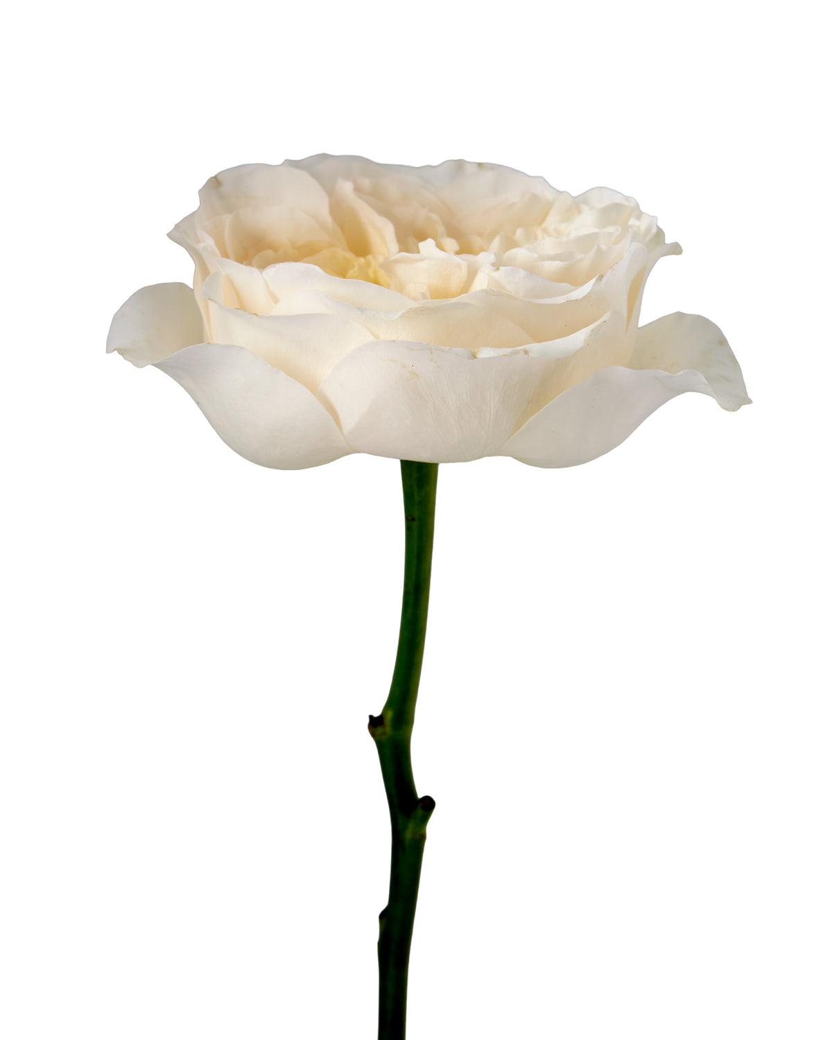 Vicky Garden Rose Valentine Day