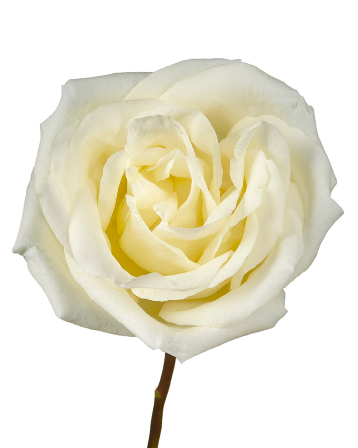 White Chocolate Rose