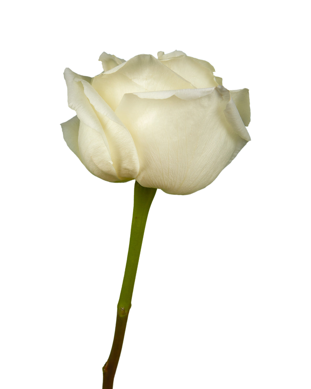 White Chocolate Rose