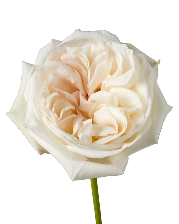 White O'hara Garden Rose Valentine Day